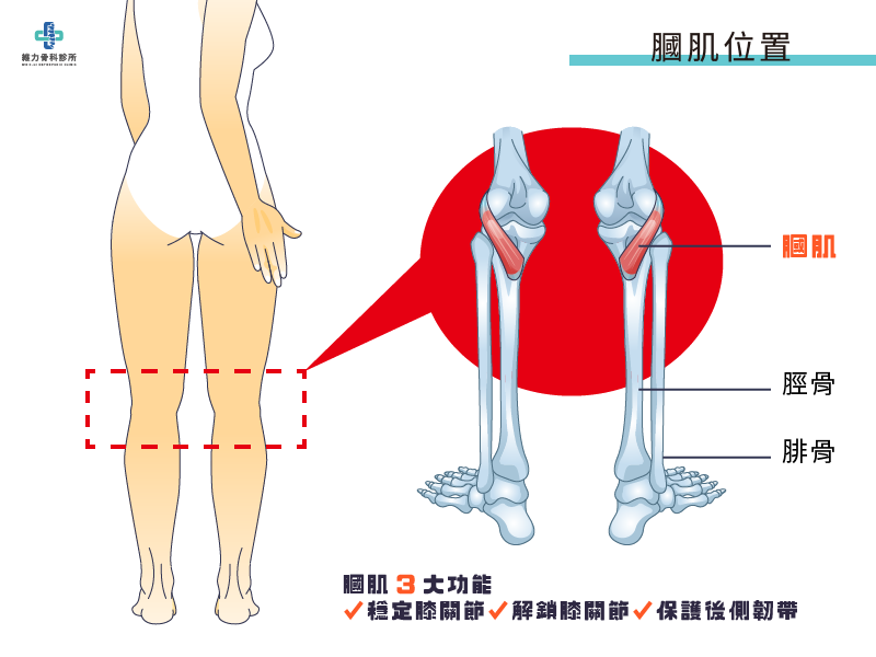 膕肌位置與膕肌功能
