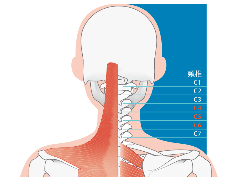頸椎