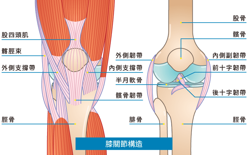 膝關節構造